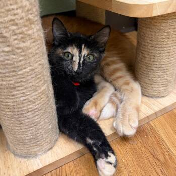Tortellini -  Domestic Short Hair Cat for Adoption in Las Vegas, Nevada - Tortellini | PetCurious