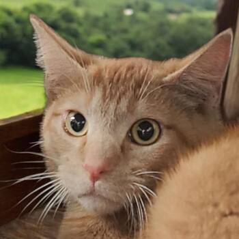 Spyro -  Domestic Short Hair Cat for Adoption in Hemet, California - Spyro | PetCurious