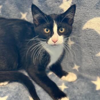 Pansy -  Domestic Short Hair Cat for Adoption in South Elgin, Illinois - Pansy | PetCurious