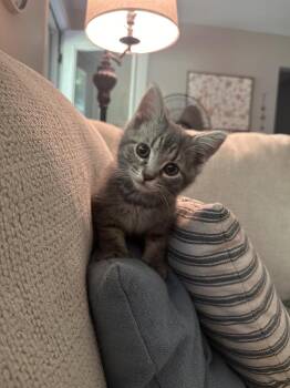 Einstein -  Domestic Short Hair Cat for Adoption in Plymouth, Michigan - Einstein | PetCurious