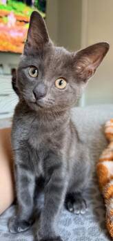 Mercury -  Domestic Short Hair Cat for Adoption in Hudson, New Hampshire - Mercury | PetCurious