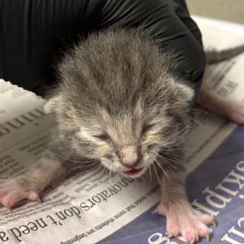 Domestic Short Hair Cats Available for Adoption - Harlem | PetCurious