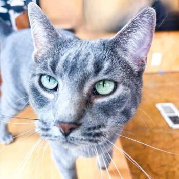 Domestic Short Hair Cats Available for Adoption in Webster Groves, Missouri - Smokey | PetCurious