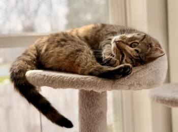Domestic Short Hair Cats Available for Adoption - Wanda | PetCurious