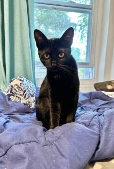 Licorice -  Domestic Short Hair Cat for Adoption in North Babylon, New York - Licorice | PetCurious