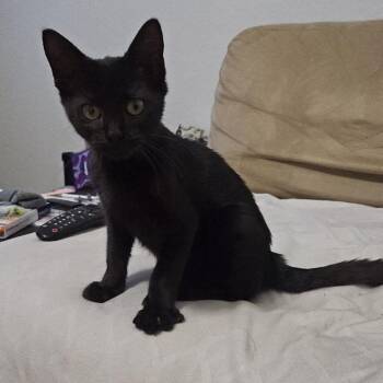 Rescue Domestic Short Hair Cats for Adoption in West Palm Beach, Florida - Jinx | PetCurious