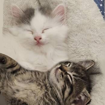 Rescue Domestic Medium Hair Cats for Adoption in Minneapolis, Minnesota - Tigger & Sweet Pea (Bonded Pair) | PetCurious