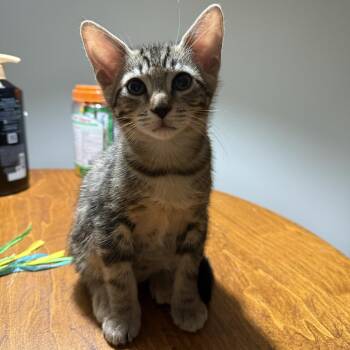 Benjamin -  Domestic Short Hair Cat for Adoption in NEW PT RICHEY, Florida - Benjamin | PetCurious