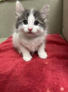 A553922 -  Domestic Long Hair Cat for Adoption in Moreno Valley, California - A553922 | PetCurious