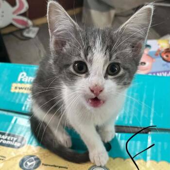 Reba -  Domestic Short Hair Cat for Adoption in Pittsburg, Kansas - Reba | PetCurious