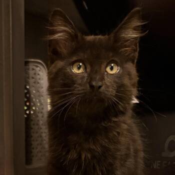 Cubby -  Domestic Long Hair Cat for Adoption in Mantua Township, New Jersey - Cubby | PetCurious