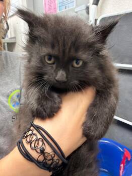 Cassiopeia -  Domestic Long Hair Cat for Adoption in Pomona, New York - Cassiopeia | PetCurious