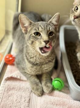 Rescue Domestic Short Hair Cats for Adoption in Hackensack, Minnesota - Dutton | PetCurious