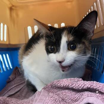 Lila -  Domestic Short Hair Cat for Adoption in Edinburg, Texas - Lila | PetCurious