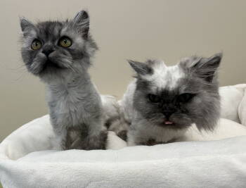 Rescue Himalayan Cats for Adoption in Arlington, Vermont - Mitzy & Pippa | PetCurious