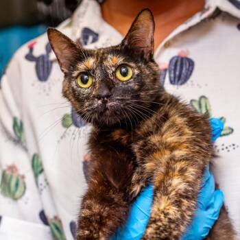 MoMo -  Domestic Short Hair Cat for Adoption in Hattiesburg, Mississippi - MoMo | PetCurious