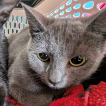Arawyn -  Domestic Short Hair Cat for Adoption in Seven Valleys, Pennsylvania - Arawyn | PetCurious