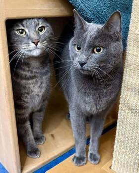 Domestic Short Hair Cats Available for Adoption - Polo 273310 And Sonic A273311 | PetCurious