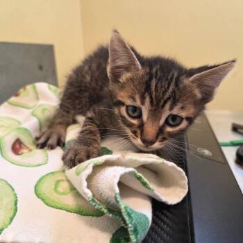 Lysander -  Domestic Short Hair Cat for Adoption in Pasadena, California - Lysander | PetCurious