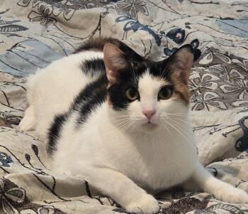 Minky OR14204-T -  Domestic Short Hair and Calico Cat for Adoption in Missouri City, Texas - Minky OR14204-T | PetCurious
