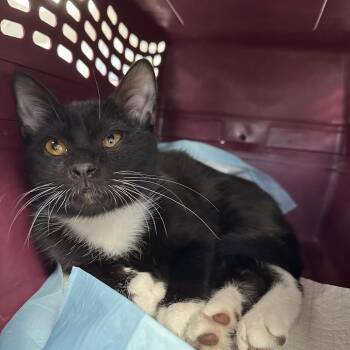 Prince -  Domestic Short Hair Cat for Adoption in West Palm Beach, Florida - Prince | PetCurious