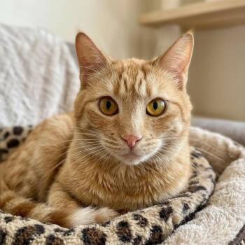 JUBILANT JACOB -  Bengal Cat for Adoption in Oakwood, Georgia - JUBILANT JACOB | PetCurious