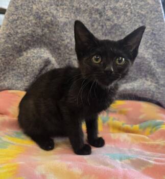 Tilly -  Domestic Short Hair Cat for Adoption in Dickson, Tennessee - Tilly | PetCurious