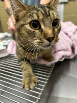 Rescue Domestic Short Hair Cats for Adoption in Douglasville, Georgia - Camo | PetCurious