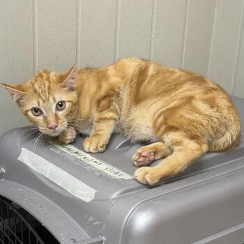 TUSC-Stray-85453 -  Domestic Short Hair Cat for Adoption in Tuscaloosa, Alabama - TUSC-Stray-85453 | PetCurious