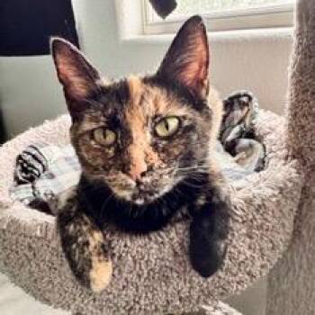 Bo-Katan 53842 -  Domestic Short Hair Cat for Adoption in Las Vegas, Nevada - Bo-Katan 53842 | PetCurious