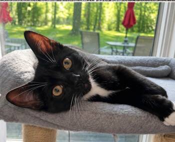 Vera -  Tuxedo Cat for Adoption in Wyandotte, Michigan - Vera | PetCurious