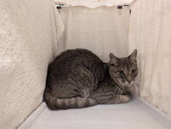 TEX -  Domestic Short Hair Cat for Adoption in Winter Haven, Florida - TEX | PetCurious