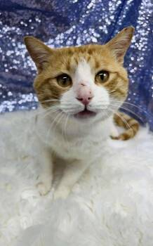 Domestic Short Hair Cats Available for Adoption in Clarkesville, Georgia - Creamsicle (Bio ✅) | PetCurious