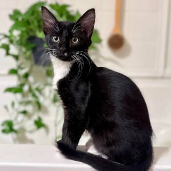 Rescue Domestic Short Hair Cats for Adoption in Austin, Texas - Buster EM | PetCurious