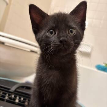 Rory- Best friends with Lorelai -  Domestic Short Hair Cat for Adoption in West Jefferson, Ohio - Rory- Best Friends With Lorelai | PetCurious