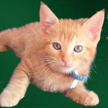Green -  Domestic Short Hair Cat for Adoption in Green Bay, Wisconsin - Green | PetCurious
