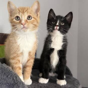 Halpert C12162 -  Domestic Short Hair Cat for Adoption - Halpert C12162 | PetCurious