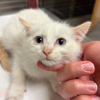 Domestic Short Hair Cats Available for Adoption in Ottawa, Kansas - Marshmallow | PetCurious