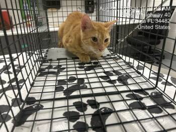 CHEETO -  Domestic Short Hair Cat for Adoption in Ocala, Florida - CHEETO | PetCurious