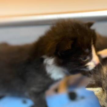 Barkley -  Domestic Short Hair Cat for Adoption in Pauls Valley, Oklahoma - Barkley | PetCurious