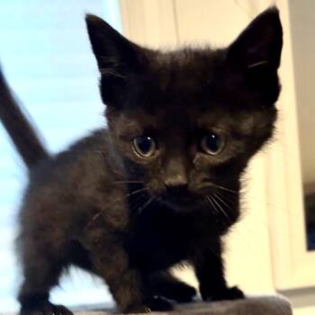 Rescue Domestic Short Hair Cats for Adoption in Monroe, Michigan - Sprig | PetCurious