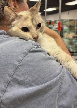 Dilute Calico Cats Available for Adoption in Napa, California - Rose 2 ( BC) | PetCurious