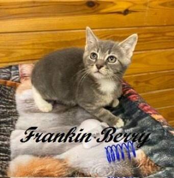 Frankin Berry -  Tabby Cat for Adoption in Southern Pines, North Carolina - Frankin Berry | PetCurious