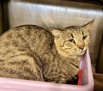 AXEL -  Domestic Short Hair Cat for Adoption in Houston, Texas - AXEL | PetCurious