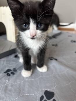 Misty -  Domestic Medium Hair Cat for Adoption in Concord, North Carolina - Misty | PetCurious