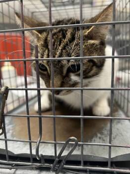 Domestic Short Hair Cats Available for Adoption in Las Vegas, Nevada - OPAL | PetCurious