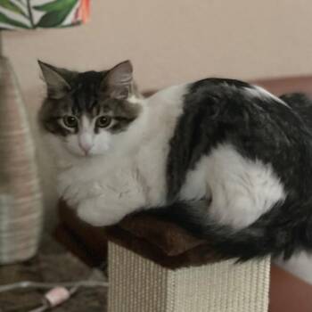 Domestic Long Hair Cats Available for Adoption in Redwood City, California - Phoenix | PetCurious