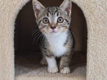 Domestic Short Hair Cats Available for Adoption in Gorham, Maine - Baby Bandito | PetCurious