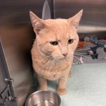 Baconator C11465 -  Domestic Short Hair Cat for Adoption - Baconator C11465 | PetCurious