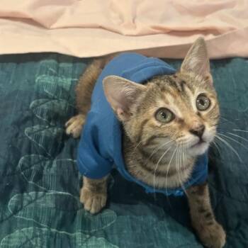 Cavalier Calvary -  Domestic Short Hair Cat for Adoption in Fredericksburg, Virginia - Cavalier Calvary | PetCurious